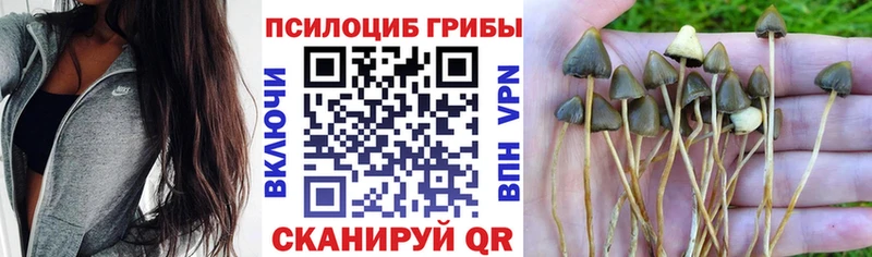 гидра зеркало  Фрязино  Псилоцибиновые грибы прущие грибы 